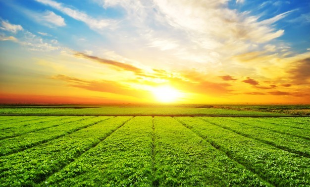 paisagem prado ensolarado 1112 134 - Sustentabilidade - Brasil é grande potência na agricultura e no meio ambiente