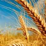 Trigo 150x150 - Safra de grãos de verão deve somar 23,9 milhões de toneladas